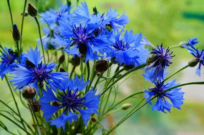 Полевые цветы синего цвета - 77 фото