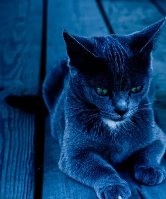 Кот синего цвета - картинки и фото koshka.top