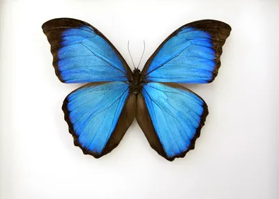 Бабочка синего цвета рисунок - 65 фото