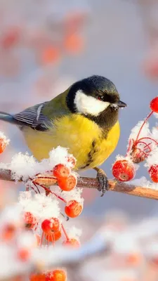 Птицам зимой нужна наша помощь