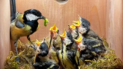 Синицы спешат на помощь — как эти птицы помогают саду? Фото — Ботаничка