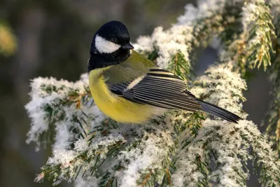 Птицы: Синица зимой (65 фото) Фото синиц зимой. Синица на снегу
