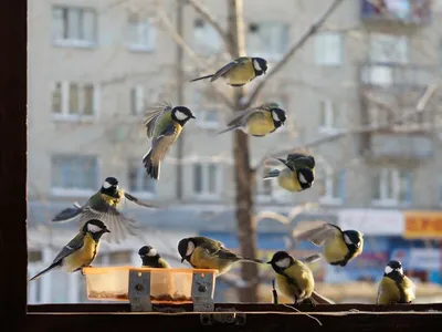 Купить алмазная вышивка \"Синицы зимой\" в Минске