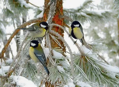 Синичкин день» — день встречи зимующих птиц — Пензенский государственный  краеведческий музей