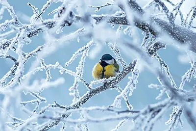 6 интересных особенностей зимовки синицы | Приключения натуралиста | Дзен