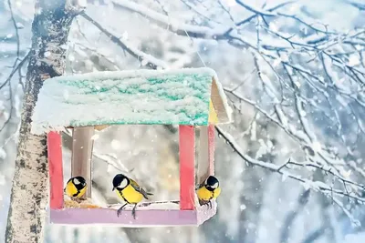 Синицы/Зимой эти наглые птицы не пропадут Stock Photo | Adobe Stock