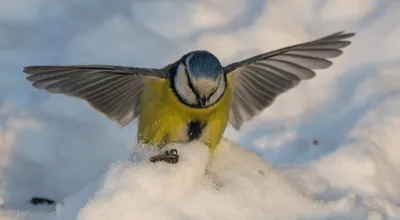 Синицы зимой (44 лучших фото)