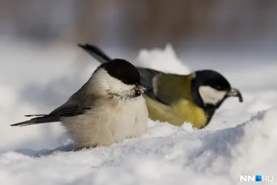 Синица в руках»: в заповедниках и нацпарках объясняют, как помогать птицам  в холода и проводят природоохранные акции в поддержку пернатых