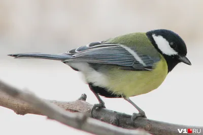 Большая синица (big tit)