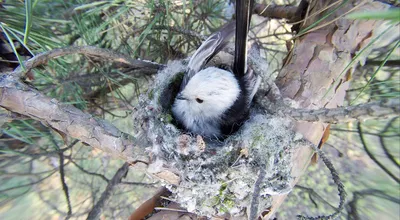 Птенцы синицы готовы выпорхнуть из гнезда | Looduskalender