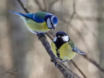 Какие виды синиц бывают? Учимся определять птиц | Природа и экология |  annie_wild_life | Дзен