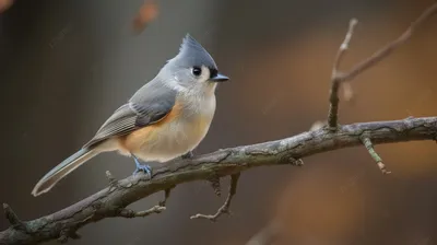 Усатая синица (Panurus biarmicus) – Астраханский биосферный заповедник