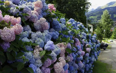 Сирень обыкновенная 'Madame Lemoine' – купить в питомнике Chelsea Garden