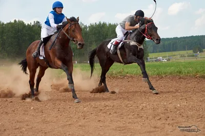 На Сабантуе в Екатеринбурге прошли скачки на лошадях и пони - Российская  газета
