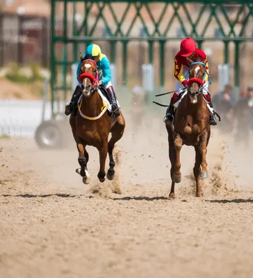 Стратегия ставок на скачки, как делать прибыль на лошадиных бегах,  авторские советы - Чемпионат
