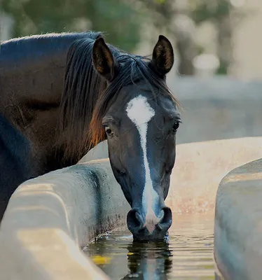 Сказочная красота – арабские и андалузские лошади | BigPIKCHA.ru | Дзен