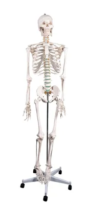 Купить макет скелета человека, муляж скелета