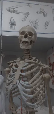 Медицинская мини модель скелета человека для анатомии, модель скелета  человека на все тело 17,72 дюйма с подвижными руками и ногами с основанием  | AliExpress