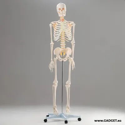 Скелет | Скелет