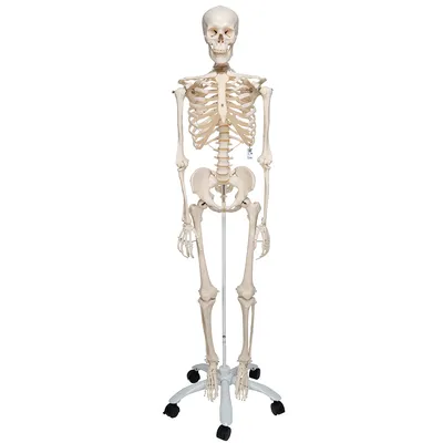Полная фигура скелета человека Вид \"Фронт\" Иллюстрация штока - иллюстрации  насчитывающей вальма, бескостные: 158320853