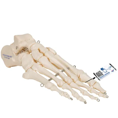 Скелет человека 170 см - Оборудование для образования
