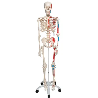 Модель человеческого скелета Benilev для анатомии, модель скелета человека  45 см с подвижными руками и ногами, научная модель для обучения | AliExpress
