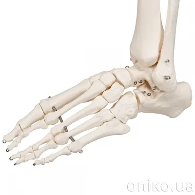 Модель скелета стопы, на проволочном креплении - 3B Smart Anatomy - 1019355  - A30 - Модели скелета ноги и стопы - 3B Scientific