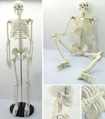 Купить скелет человека - декор для Хэллоуина XLAND.BY