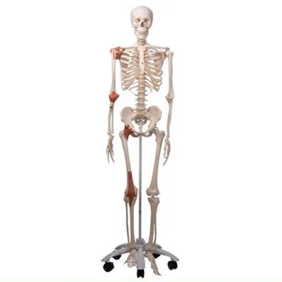 Модель скелета с мышцами «Max», подвешиваемая на 5-рожковой роликовой  стойке – 3B Smart Anatomy - ООО \"МЕДСИМ\"