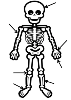 Фигурка декоративная Сфера скелет атр {} - купить по доступным ценам в  интернет-магазине OZON (197397912)
