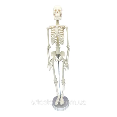 Модель скелета с мышцами «Max», на 5-рожковой роликовой стойке - 3B Smart  Anatomy - 1020174 - A11/1 - Модели скелета человека - 3B Scientific