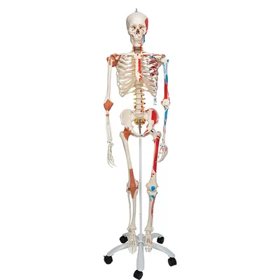 Модели костей скелета человека (набор) ООО Медтехника Спб