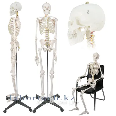 Искусственный скелет человека в натуральную величину, 170-40 см | AliExpress