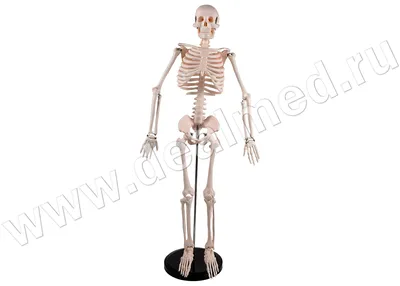 Анатомическая модель скелета человека 170 см, Китай › купить, цена в  Москве, оптом и в розницу