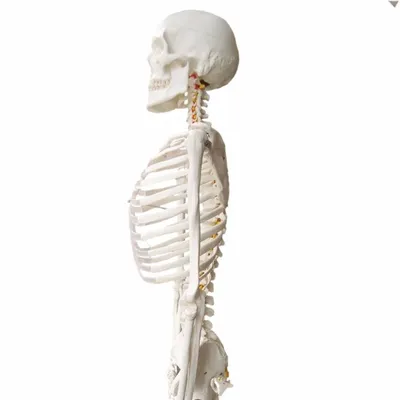 Мини-маленькая фигурка скелета, подвеска, человеческий скелет, Poseable,  игрушка-скелет, дом с привидениями – лучшие товары в онлайн-магазине Джум  Гик
