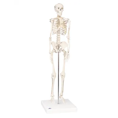 Модель скелета человека (id 56518133), купить в Казахстане, цена на Satu.kz