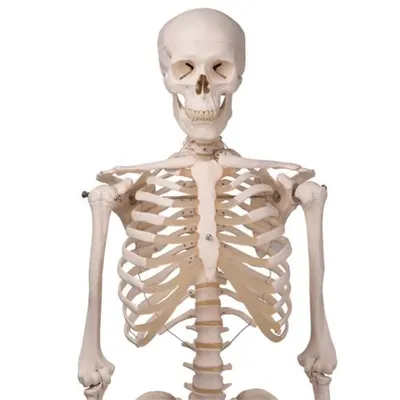 Скелет человека 85 см - купить с доставкой по выгодным ценам в  интернет-магазине OZON (184228753)