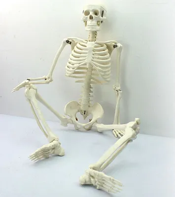 Модель скелета человека Стэн