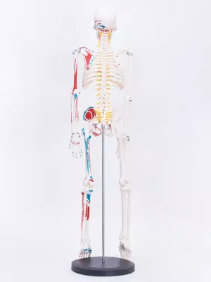 крупный план скелета с поднятой головой, картинка скелет фон картинки и  Фото для бесплатной загрузки