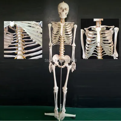 анатомия костного скелета человека Иллюстрация штока - иллюстрации  насчитывающей осевая, клетка: 270782723