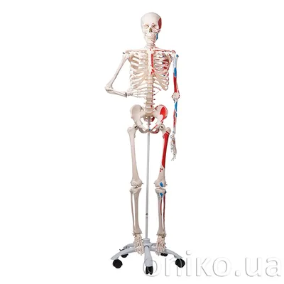 Модель скелета человека \"Стэн\" стандартная - купить в Киеве, цена на  Анатомические модели и скелеты с доставкой по Украине | медицинские товары  и медтехника в магазине Ортосалон