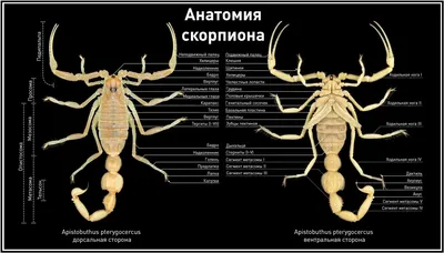 Второй случай за сутки: ребенок в тяжелом состоянии после укуса скорпиона