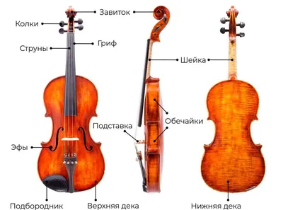 Скрипка | Belcanto.ru