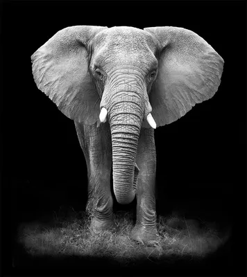 Три слона стоят огромном панцире …» — создано в Шедевруме