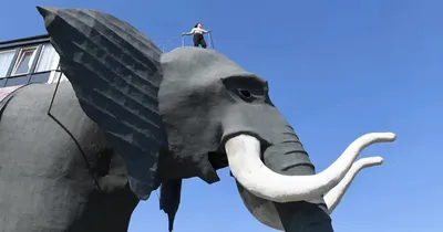 Вид Сбоку Слона — стоковые фотографии и другие картинки Лесной слон -  Лесной слон, Африка, Addo Elephant National Park - iStock