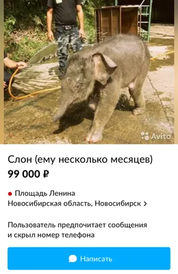 Купание азиатского слона: как освоился слоненок Филимон в Казанском зоопарке