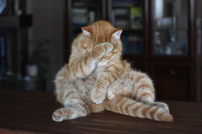 Смешные коты – смотреть онлайн все 1 видео от Смешные коты в хорошем  качестве на RUTUBE