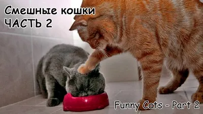 Смешные коты (60 фото) | Смешные кошки, Смешные фото кошек, Смешно