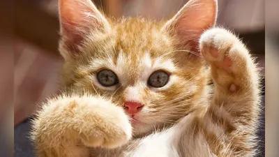 Смешные фото кошек. Коты и кошки рассмешат каждого! 😹Интересная и  занимательная информация про кошек 🐈 | Все про кошек | Дзен