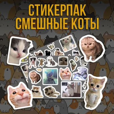 Смешные кошки: истории из жизни, советы, новости, юмор и картинки —  Горячее, страница 6 | Пикабу